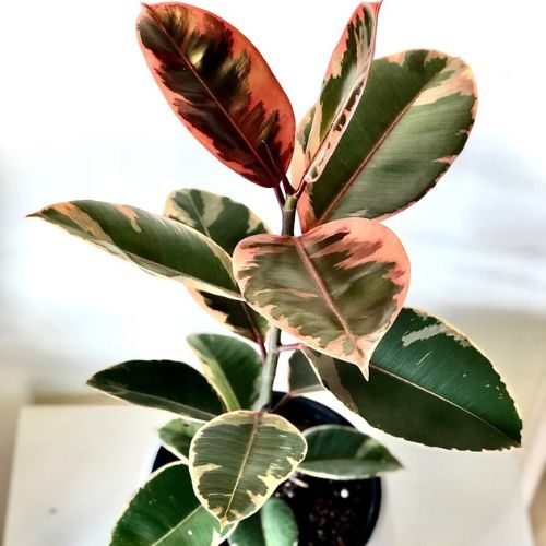 como-cuidar-da-ficus-elastica 5