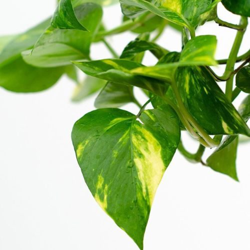 como cuidar da planta jibóia 1
