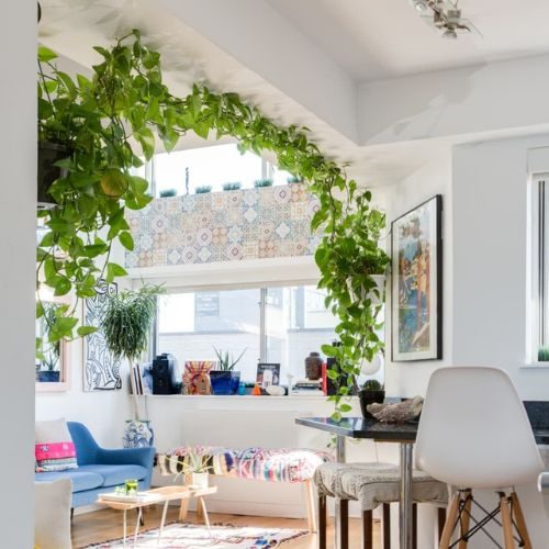como cuidar da planta jibóia 2
