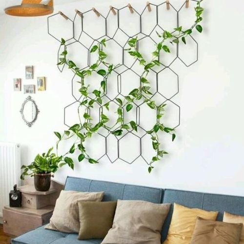 como cuidar da planta jibóia 4
