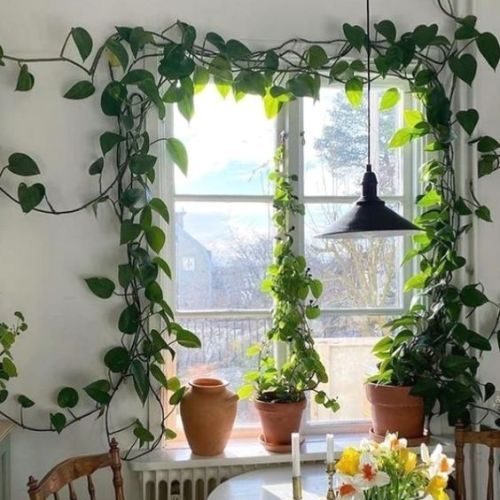 como cuidar da planta jibóia 5