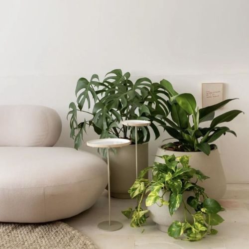 como cuidar da planta jibóia 7