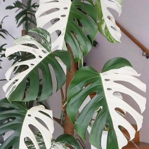 costela-de-adao-variegata-presente-dia-das-maes