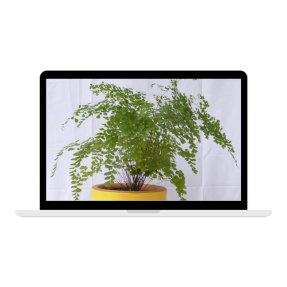 curso online cultivo de plantas 2