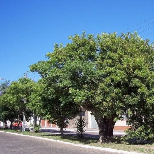 Aroeira-mansa – Schinus terebinthifolius
