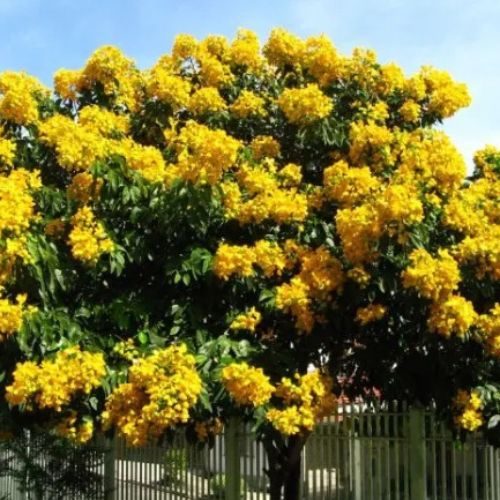 Fedegoso – Senna macranthera com flores amarelas
