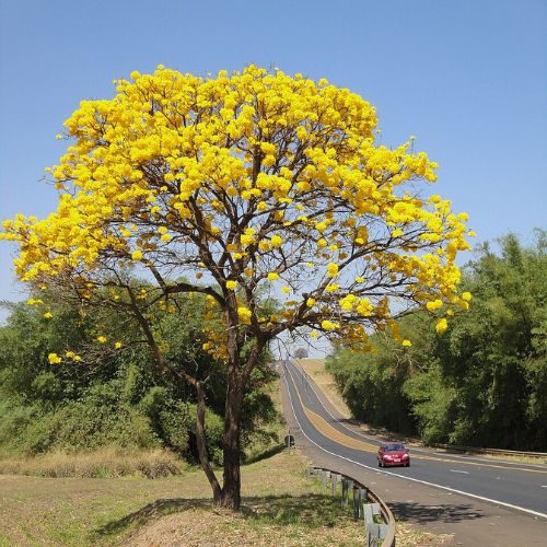 Ipê-amarelo – Handroanthus chrysotrichus com flores amarelas