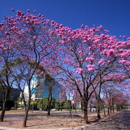 Dia da árvore: 10 árvores nativas para plantar e valorizar a natureza