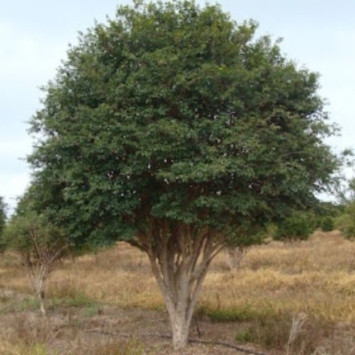 Jabuticaba – Myrciaria cauliflora