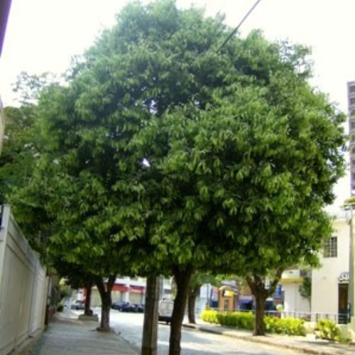 Oiti – Licania tomentosa