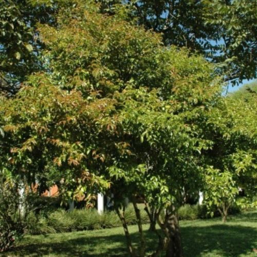 Pitanga – Eugenia uniflora