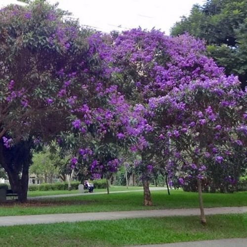 Quaresmeira – Tibouchina granulosa com flores em tons de roxo