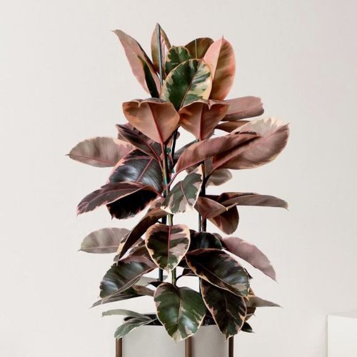 ficus-elastica-ruby-presente-dia-das-maes