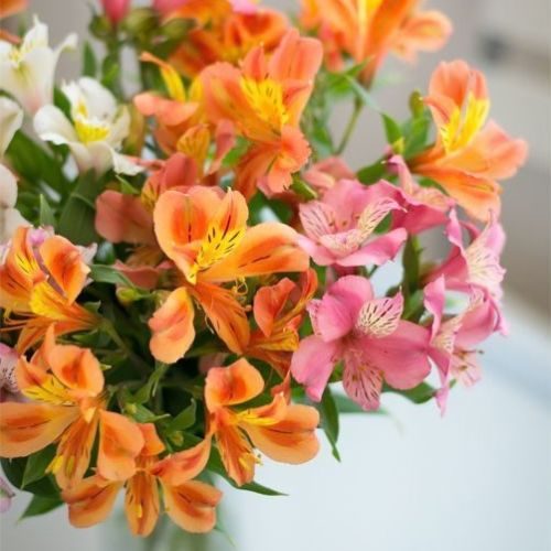 Primavera dentro de casa: 9 flores de corte para fazer arranjos lindos