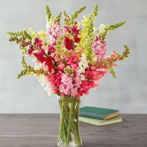 arranjo de flores com Boca de leão em tons variados