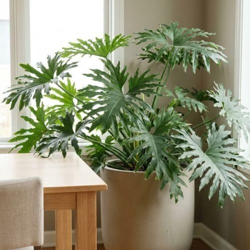 Guaimbê: como cuidar e manter essa planta tropical sempre bonita