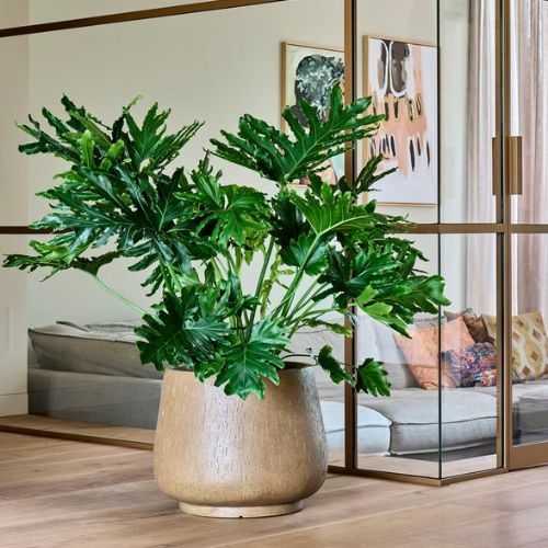planta Guaimbê (Thaumatophyllum bipinnatifidum) cultivada em vaso dentro de casa