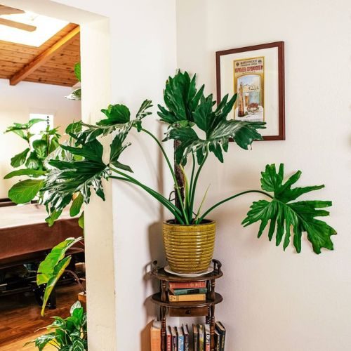 planta Guaimbê (Thaumatophyllum bipinnatifidum) cultivada em vaso sobre um móvel de madeira
