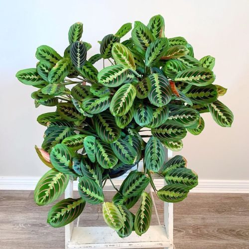 maranta-leuconera-presente-dia-das-maes