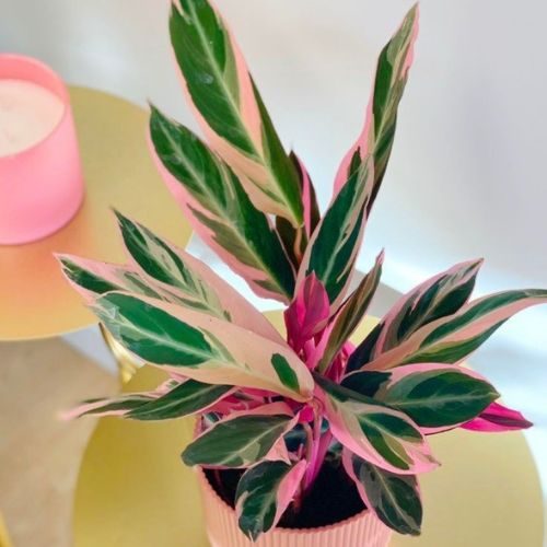 maranta-tricolor-presente-dia-das-maes