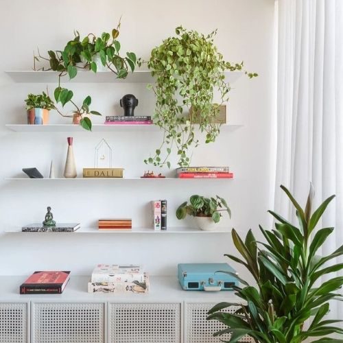 Peperômia pendente (Peperomia scandens) decorando prateleira próxima a janela iluminada