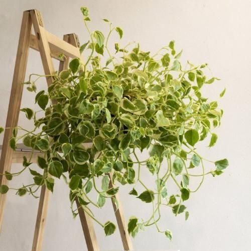 Peperômia pendente (Peperomia scandens) em vaso suspenso