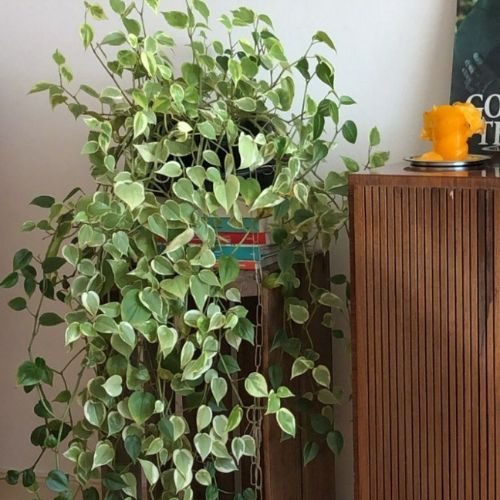 Peperômia pendente (Peperomia scandens) apoiada em móvel de madeira