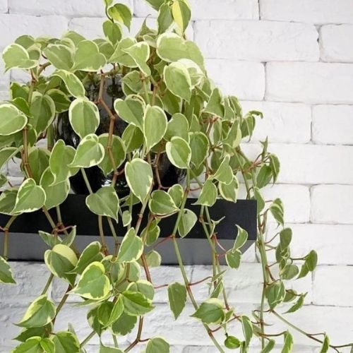 peperomia-pendente-6