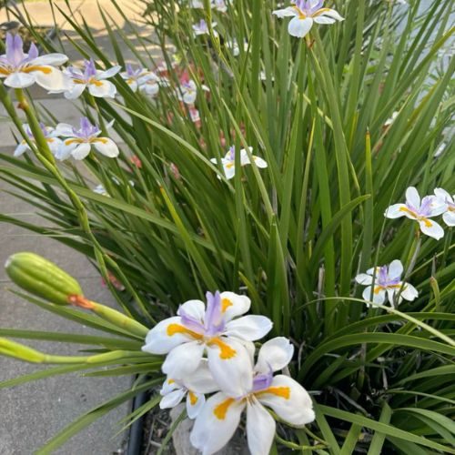 Em destaque flores da planta Moréia.