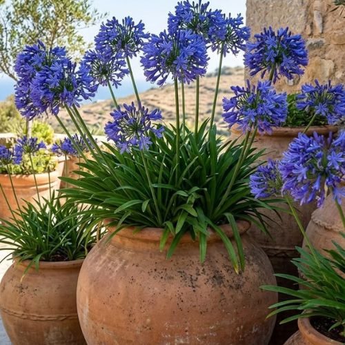 Planta com flores que se chama Agapanto, cultivada em vaso de barro.