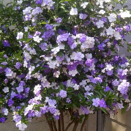 Flores da planta Manacá de cheiro, com tons de roxo e branco.