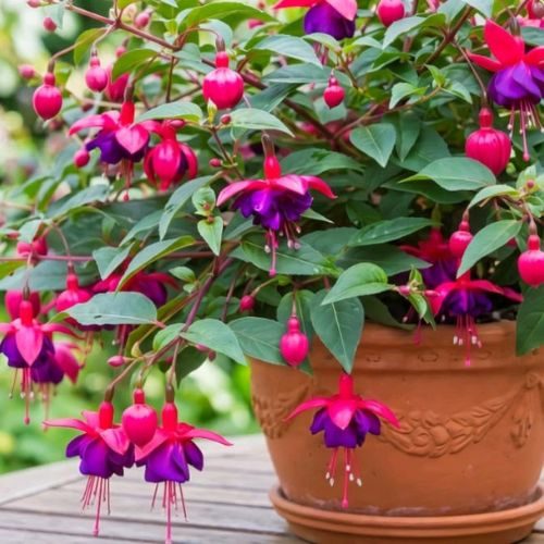 Brinco-de-princesa com flores rosas e roxas cultivado em vaso.
