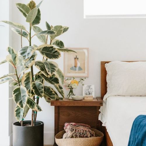 plantas-grandes-ficus-elastica