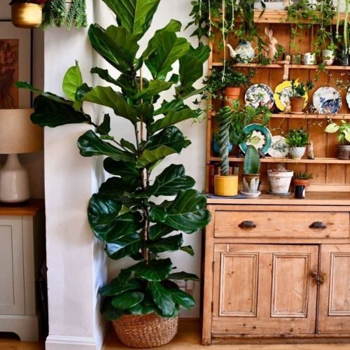 plantas-grandes-ficus-lyrata