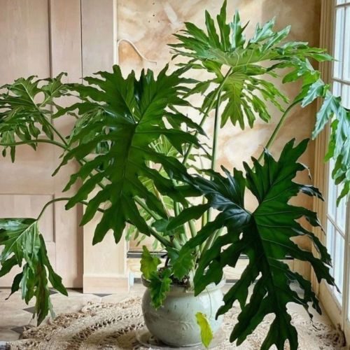 plantas-grandes-guaimbe