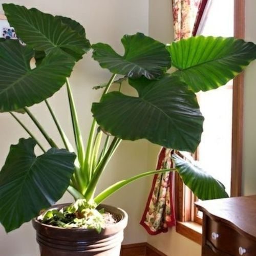 plantas-grandes-orelha-de-elefante