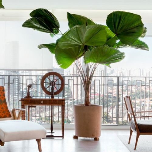 plantas-grandes-palmeira-leque