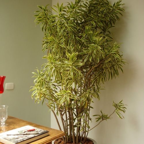 plantas-grandes-pleomele