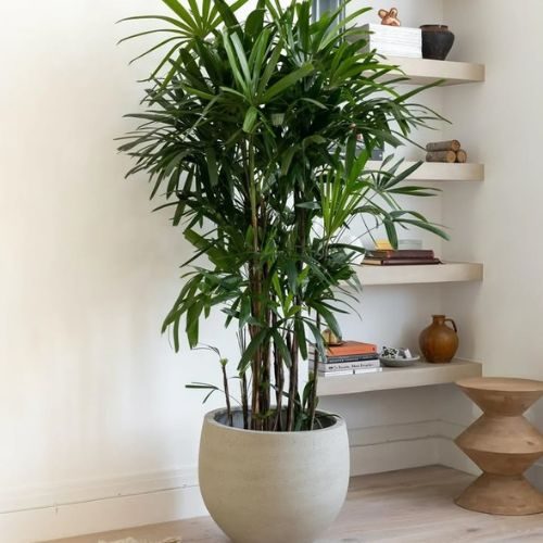 plantas-grandes-raphis