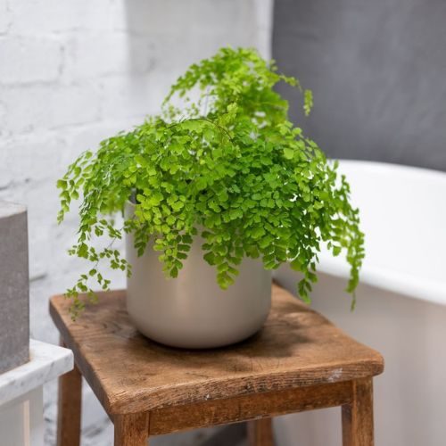 plantas-para-apartamento-avenca