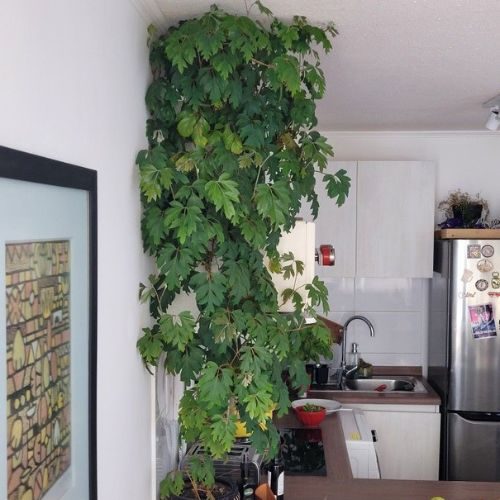 plantas-para-apartamento-cipo-uva