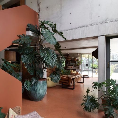 plantas-para-apartamento-costela-de-adao