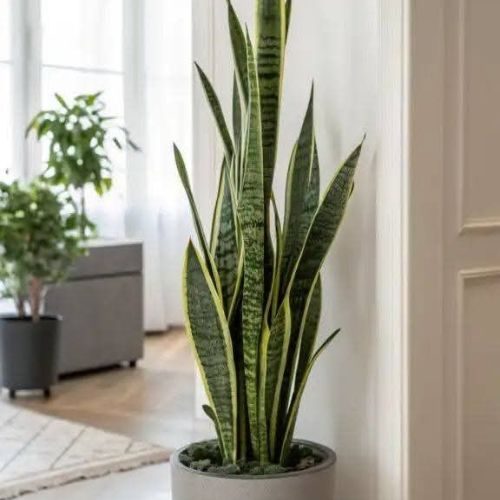 plantas-para-apartamento-espada-sao-jorge