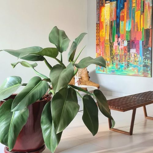 plantas-para-apartamento-pacova
