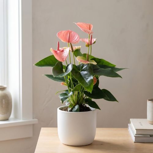 plantas-para-apartamento-pequeno-anturio