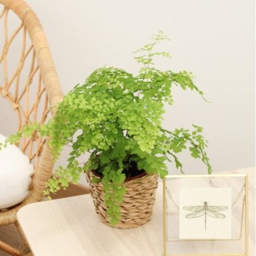plantas-para-apartamento-pequeno-avenca