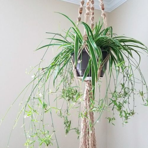 plantas-para-apartamento-pequeno-clorofito