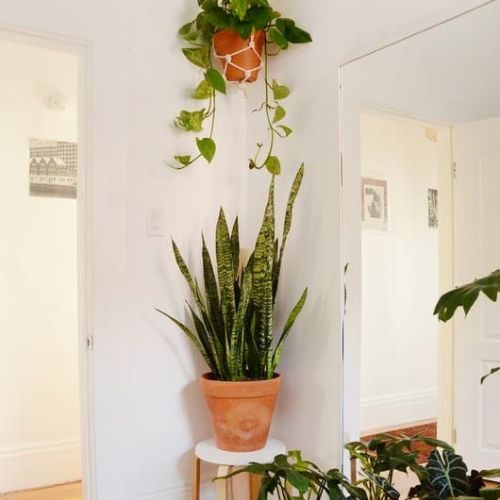 plantas-para-apartamento-pequeno-espada-de-sao-jorge