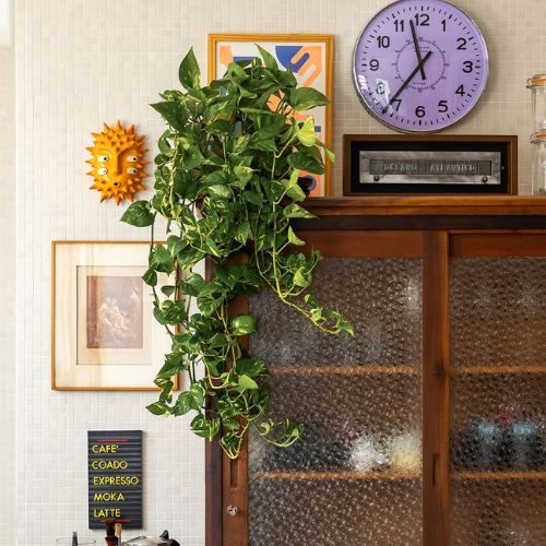 plantas-para-apartamento-pequeno-jiboia