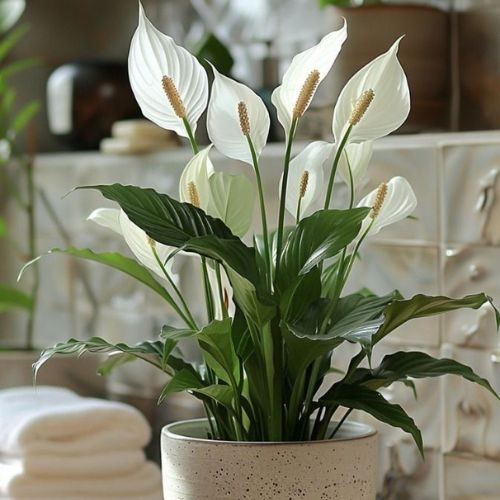 plantas-para-apartamento-pequeno-lirio-da-paz